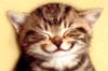 kattehårs avatar